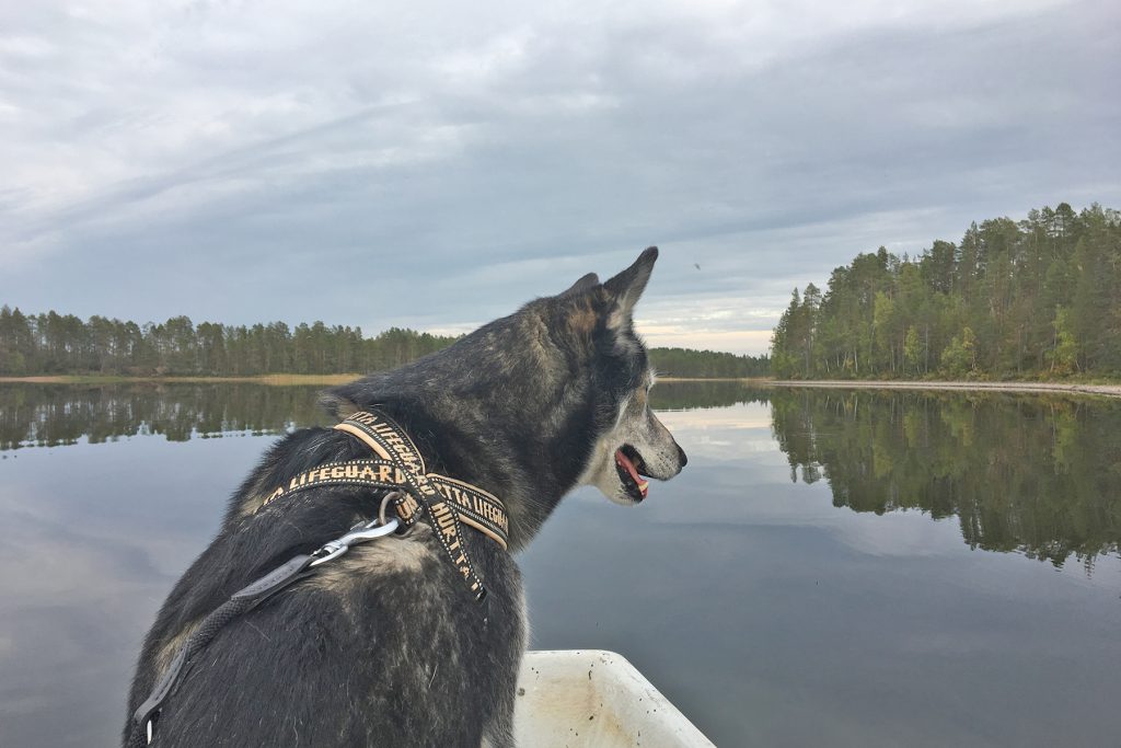 Mit Hund eine kleine Bootstour auf dem angrenzenden See.