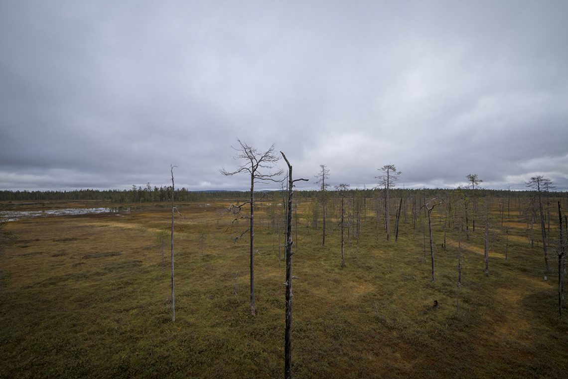 PyhäLuosto Nationalpark » Nordwärts mit Hund